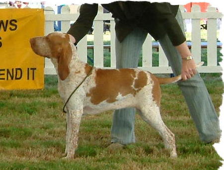 Gunstrux Gazelle | Bracco Italiano 