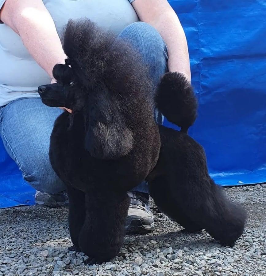 Zhemchuzhina Sibiri Trofei | Poodle 