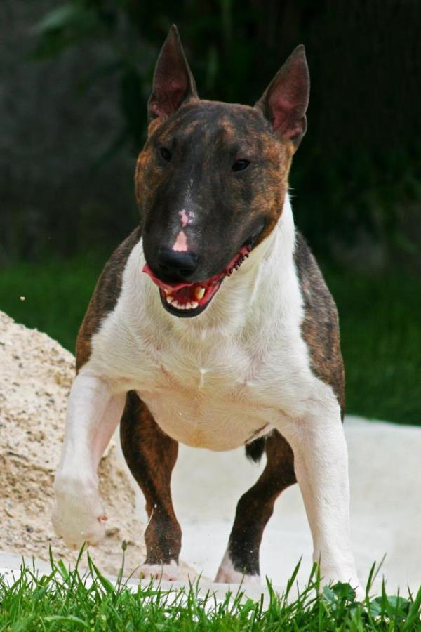 French lover du domaine d'Yspahan | Bull Terrier 