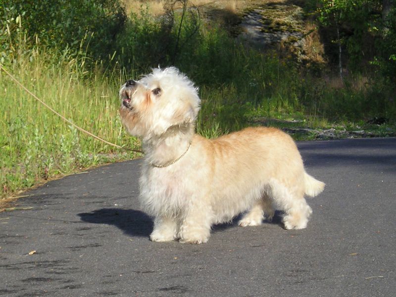 Zimyrs Kira Ley | Dandie Dinmont Terrier 