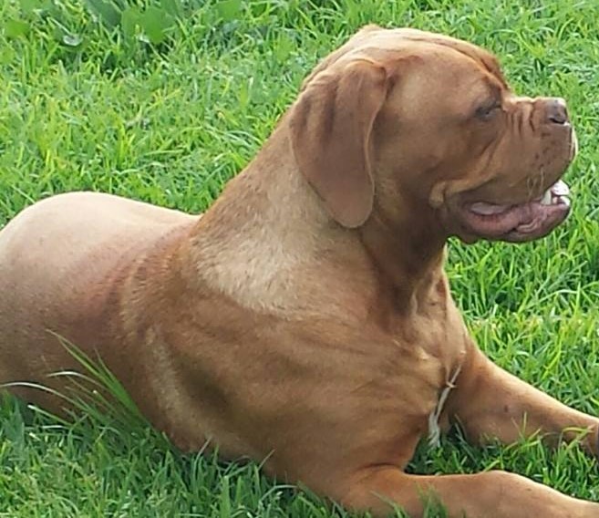 Terremoto Lala | Dogue de Bordeaux 