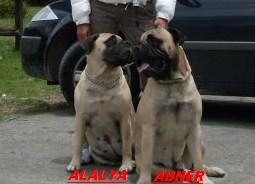 Alalya Von Dc-13 | Bullmastiff 