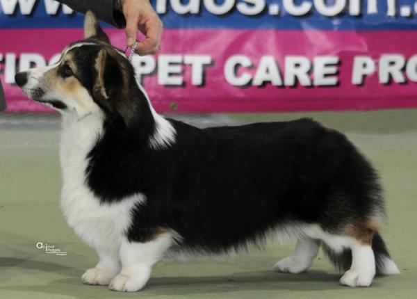 Trehilyn Night In Tuscany | Pembroke Welsh Corgi 