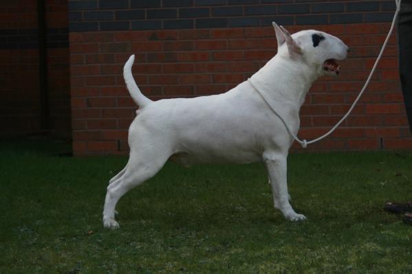 Avonjul Astronomer Royal | Bull Terrier 