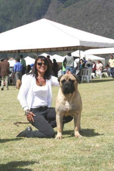 Balsa Moises | Bullmastiff 