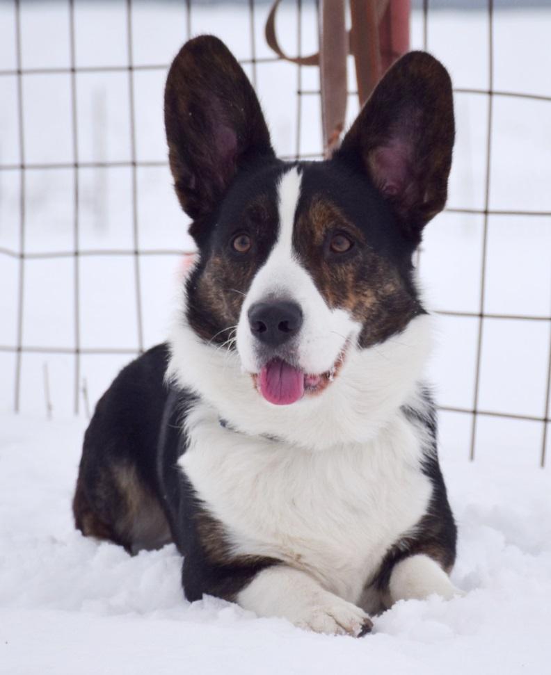 EINSTEIN IZ TSVETNIKA | Cardigan Welsh Corgi 