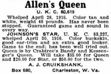 Allen's Queen (080619) | American Pit Bull Terrier 