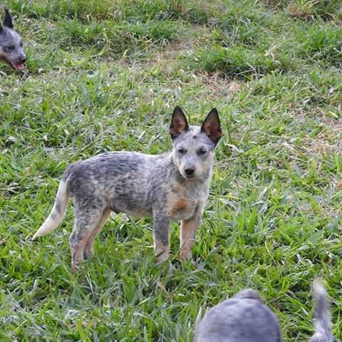 CHILLI BLUE HEELER SELIVON | Australian Cattle Dog 