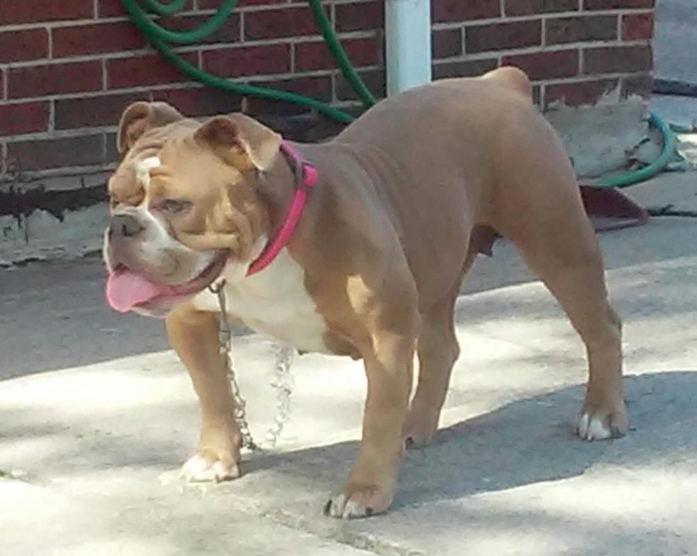 Upstate Bullies 716 Bella | Olde English Bulldogge 