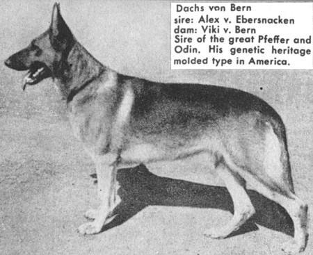 Dachs von Bern | German Shepherd Dog 