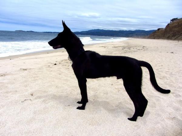 Kole Mountain's Balou | Dutch Shepherd 