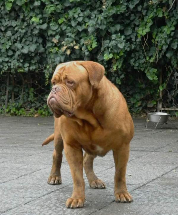 CARNSFORT RAMPAGE RYNO | Dogue de Bordeaux 