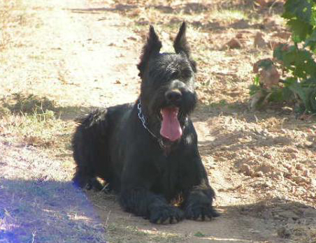 Dovre Fjeld Quitte | Giant Schnauzer 