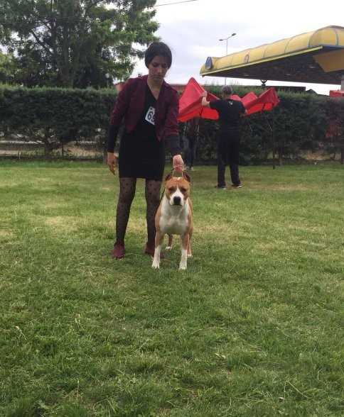 Falcon's queen of GERASOLO'S house | American Staffordshire Terrier 