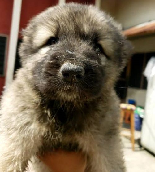 Perry Shadow | Caucasian Mountain Dog 