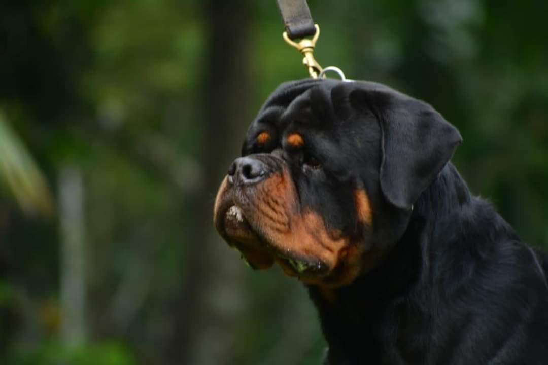 Mirko fusadjo | Rottweiler 