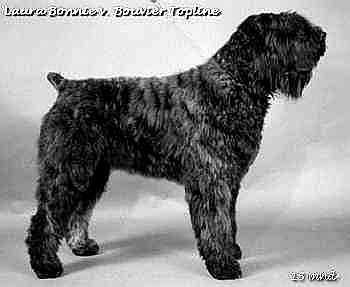 Laura Bonnie v. Bouvier Topline | Bouvier des Flandres 