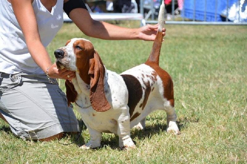 Lotus Du Cercle De Léma | Basset Hound 