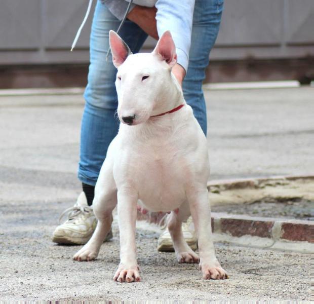 Neapolitan Bull Ambitious Girl | Bull Terrier 