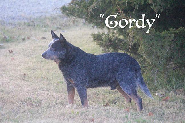 Buzzards Gordy | Australian Cattle Dog 