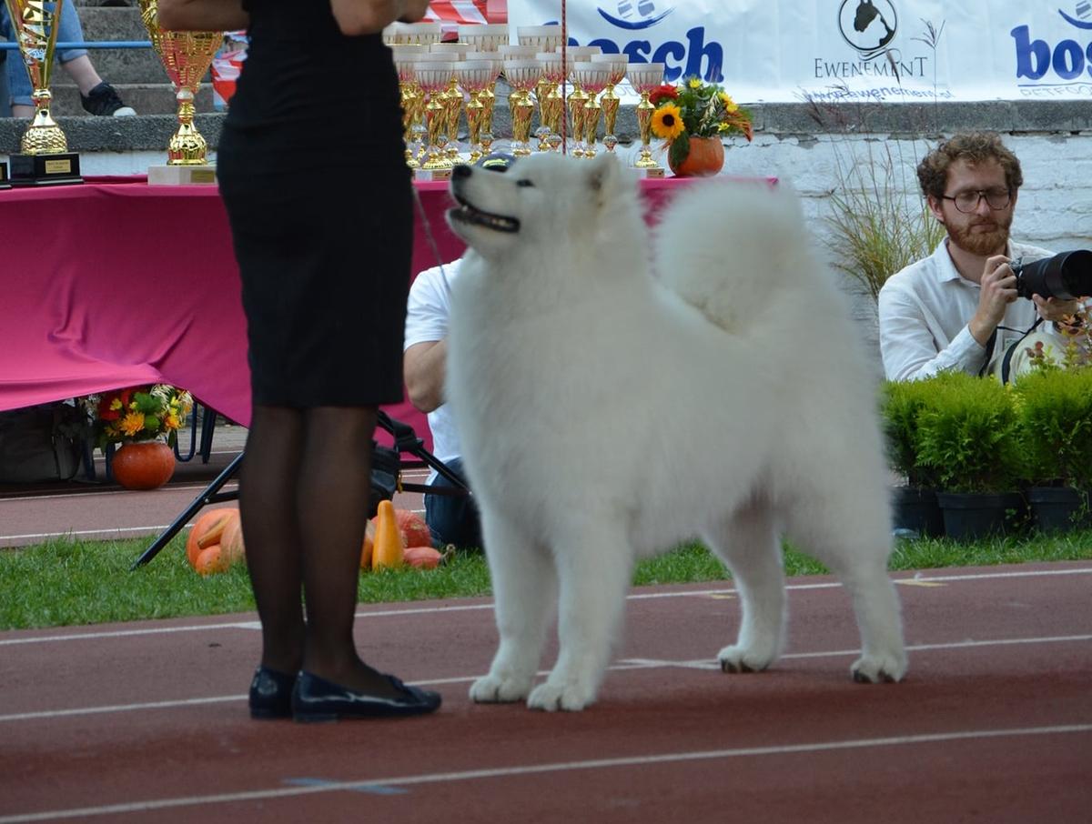 Art Muar FEEL MY POWER | Samoyed 