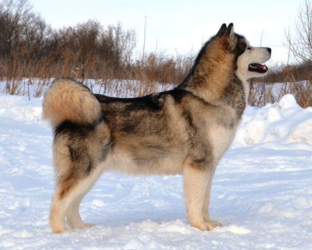 Artic Village Make A Wish | Alaskan Malamute 