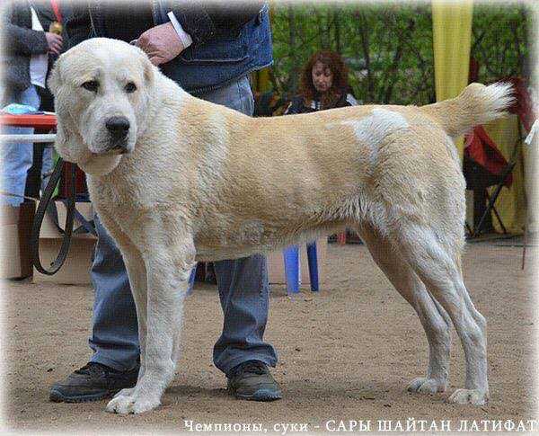 Sary-Shaitan Latifat | Central Asian Shepherd Dog 