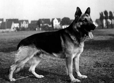 Frei vom Hohenstamm | German Shepherd Dog 