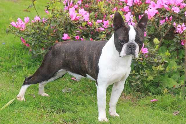 DENIRO CORTO MALTESE | Boston Terrier 