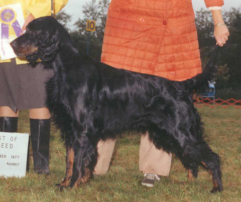 Bonnie Brae's Apple Brandy | Gordon Setter 