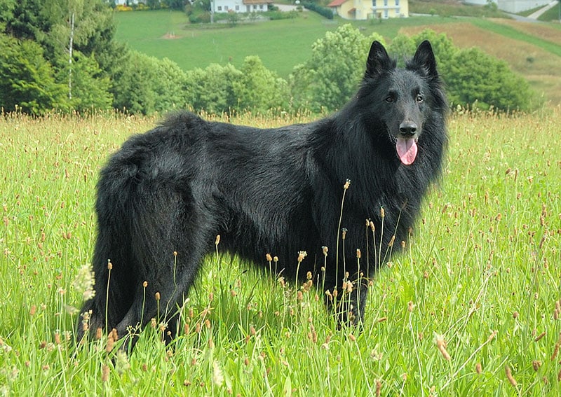 BELGIAN SHEPHERD