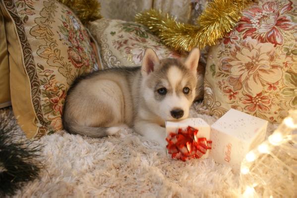 FORTUNE WORLD  - Miracle Snow Queen Story | Siberian Husky 