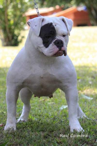 Bullforce Princess Leia | Olde English Bulldogge 