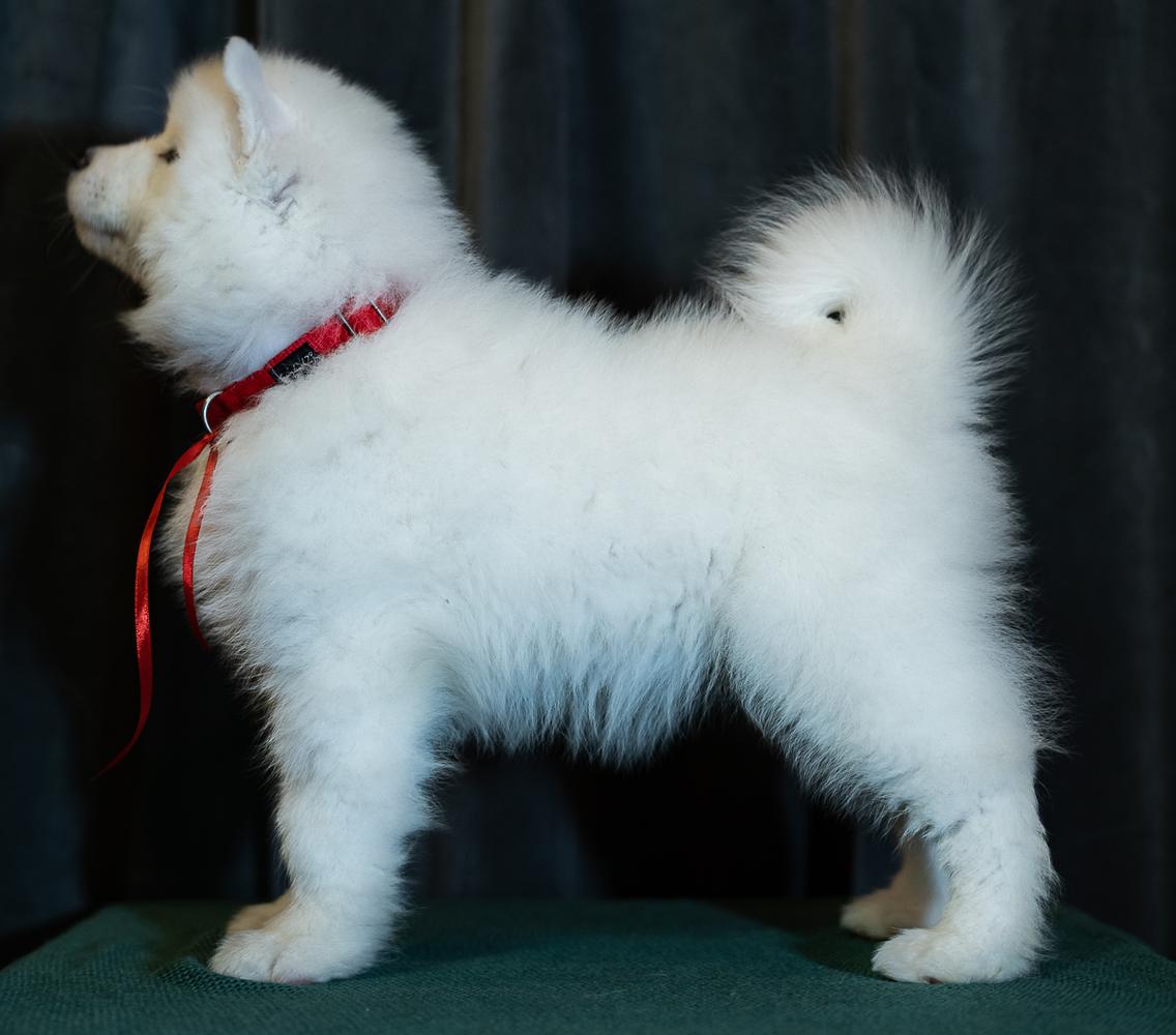 MISS AURORA The Sparkle of Naryan Mar | Samoyed 