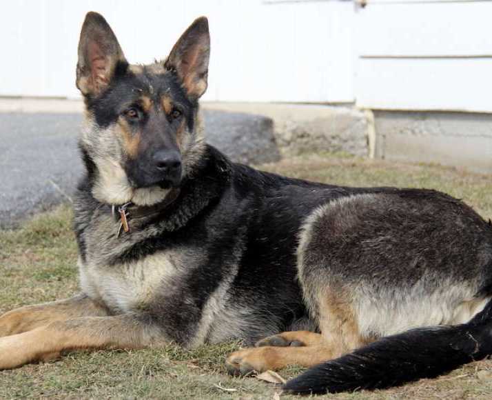 Midnight Lapp | German Shepherd Dog 