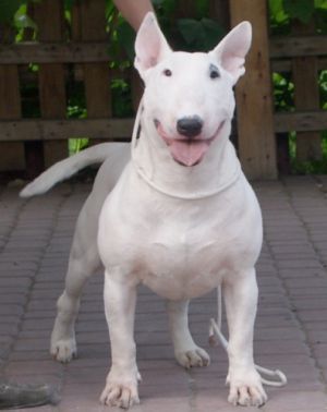 Blue Velvet Opalplast | Bull Terrier 