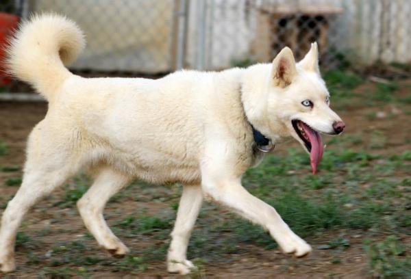 Starfires Xia of Manantial | Siberian Husky 