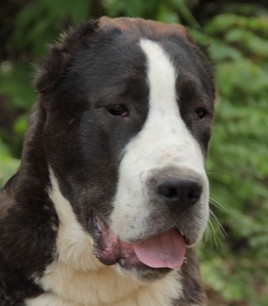 ????? ?????? ????? | Central Asian Shepherd Dog 