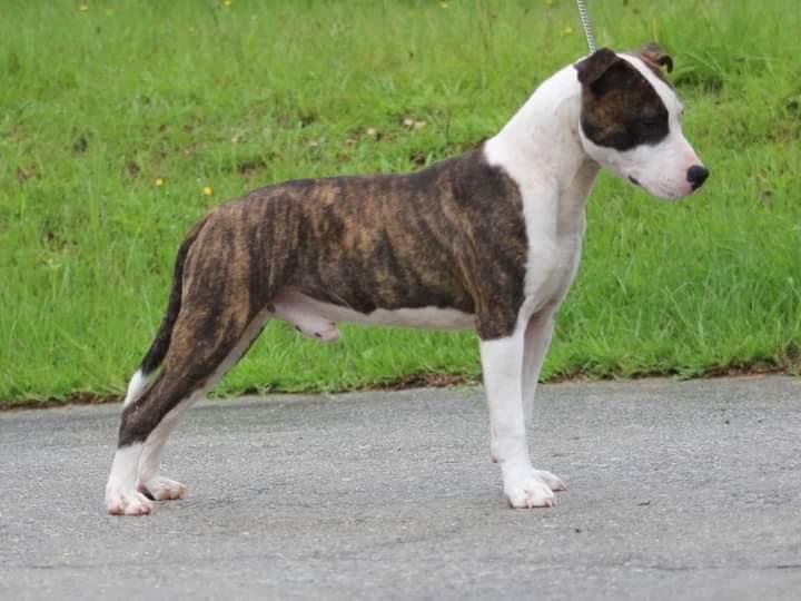 Freedom/MMWD All That 'N Fries | American Staffordshire Terrier 