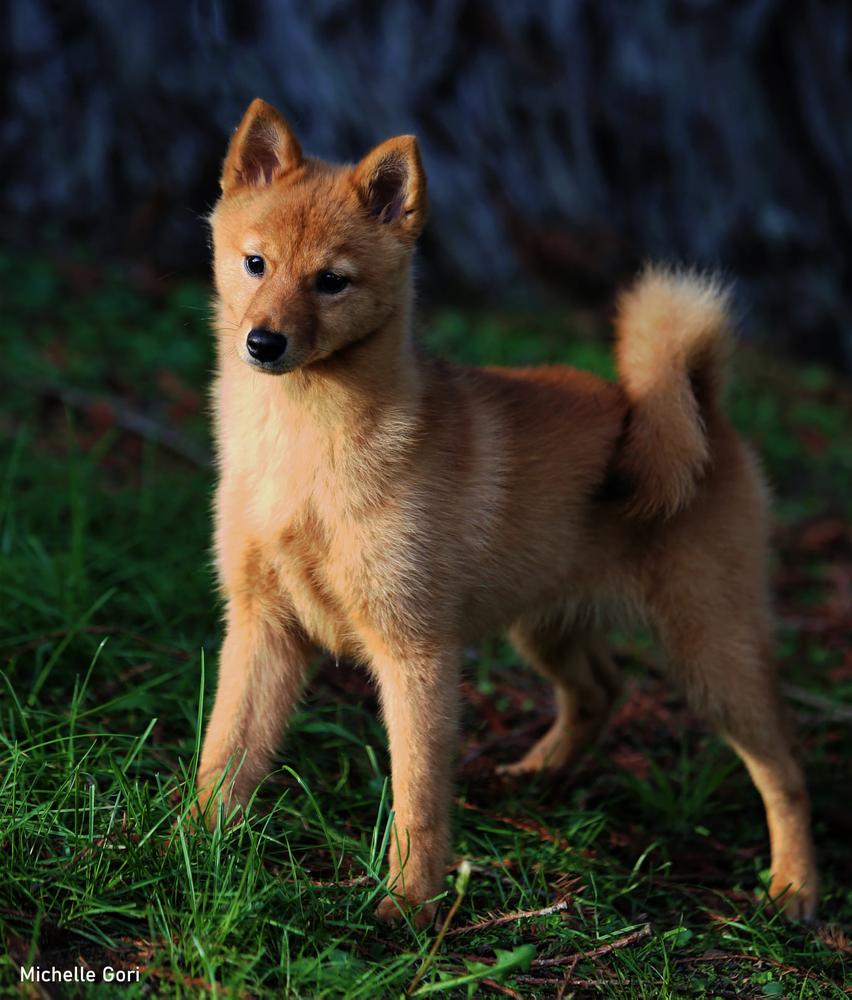 Bo-Co-Pa's I Get What I Want | Finnish Spitz 