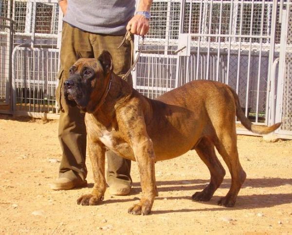 Lolo de Ordepaifos | Perro de Presa Canario 