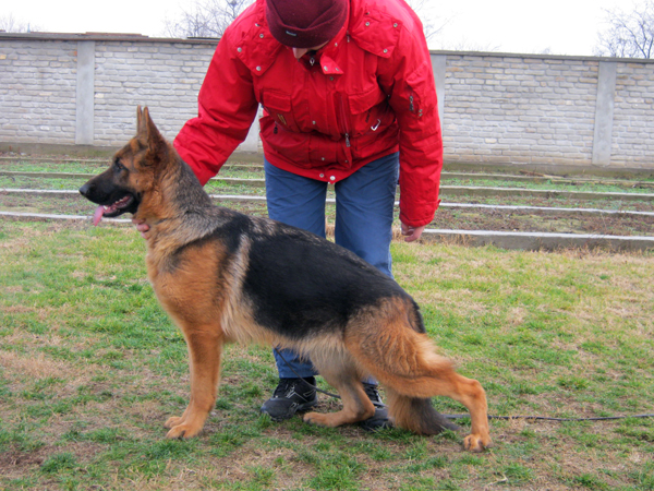 Arija  von der Maksimmus box | German Shepherd Dog 