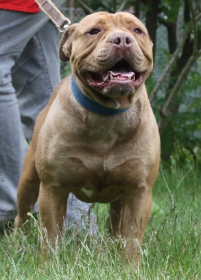 IronBull's Donar | Olde English Bulldogge 