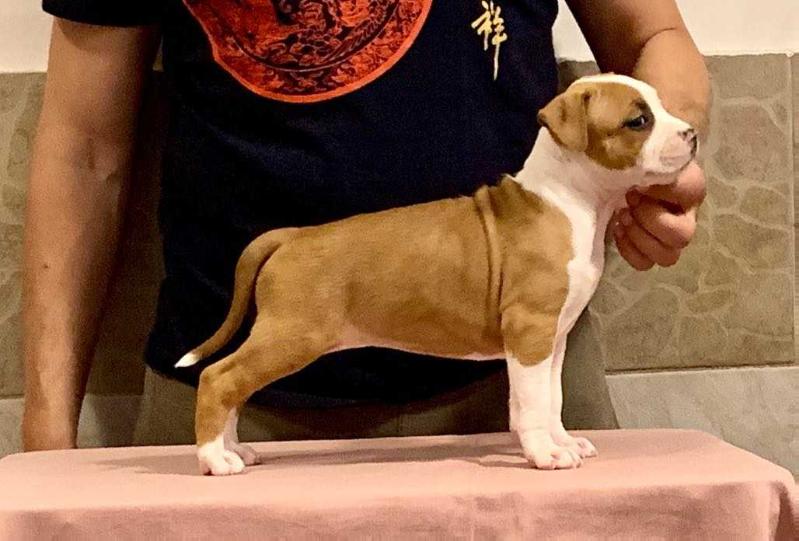 Bali Dancer of Fianna Team | American Staffordshire Terrier 