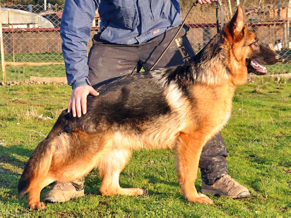 Ural von Petworld | German Shepherd Dog 