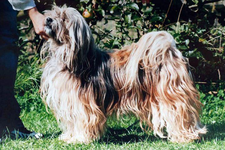 TSERING CHANGTHANG DAWA AT SILGARHI | Tibetan Terrier 