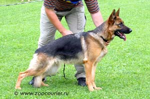 Radonezh Diksi | German Shepherd Dog 