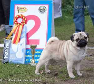 Wrinkle Volcano | Pug 