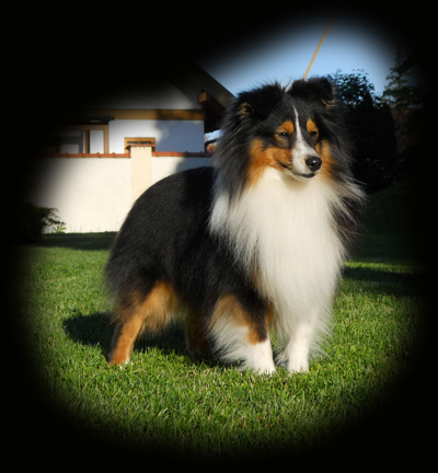 Borderline Country Jameson | Shetland Sheepdog 