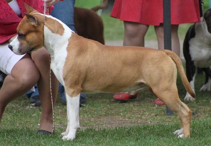 Ardens S Planety Zvezd | American Staffordshire Terrier 